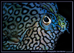 Blue Eyes.... :O) by Michel Lonfat 
